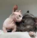 i-just-found-out-about-bully-cats-and-i-am-horrified-v0-ac1y8oxasy1d1