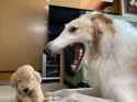 zoi going AAAAAAAAAAAAAAA