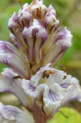 Orobanche_0031[1]