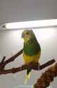 BirbExtraCute