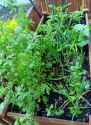 raisedbed6_9_25