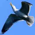 seagullOntoFly
