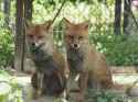 twins13