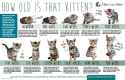 Kitten-Progression-Poster