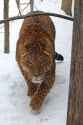 Jaglion