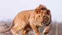 leopon