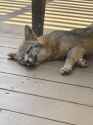 this_mama_fox_likes_to_sleep_on_my_patio