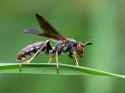 wasp70903_small