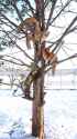red_squirrels
