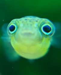 Pea Puffer