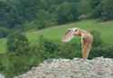 Tyto_alba_1_Luc_Viatour
