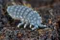 Springtail-Close-scaled