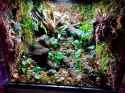 DartFrogs