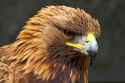 golden eagle