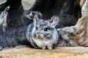 chinchilla_iStock-1208101589-scaled-794484958