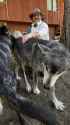 average wolf petting anon