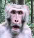 monke