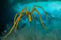 02_sea_spiders