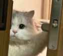 1730252763832593