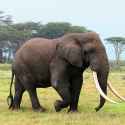 TUSK