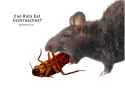Rats-eating-cockroaches