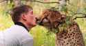 cheetah-kissing-3586694652