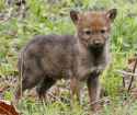forest pup
