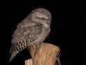 Tawny_frogmouth_wholebody444