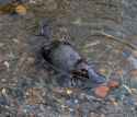 platypus (2)