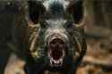 boar teeth