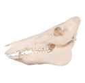 boarskull