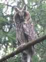owl1