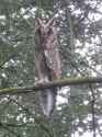 owl3