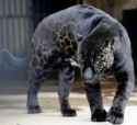 pumapard