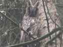 owl4