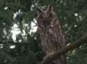 owl5