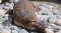 platypus (3)