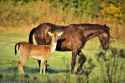 horse and deer
