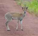 duiker