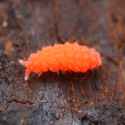 0010_ORANGESPRINGTAIL