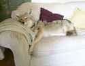 couch yote