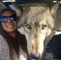 wolves are big