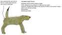 Seal Hound
