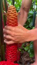reddisave.com_the_juice_from_the_beehive_ginger_plant_can_be-c97dxexgv49f1-360_1