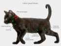 lymph-cats
