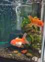 Fishpicrelated