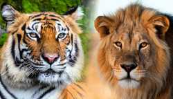 tigers-vs-lions