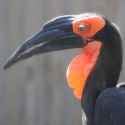 Southern-Ground-Hornbill-Thumbnail