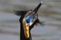 i-still-cant-get-over-the-vibrancy-of-double-crested-v0-651uw2muwlwc1
