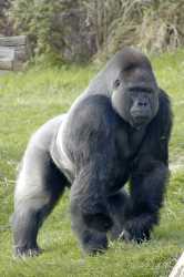 1200px-Gorille_des_plaines_de_l&#039;ouest_à_l&#039;Espace_Zoologique
